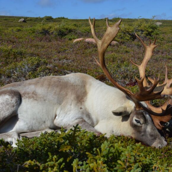 Newfoundland caribou hunting outfitters