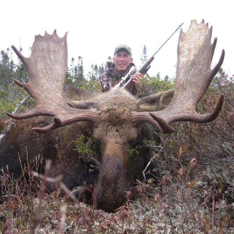 newfoundland trophy moose hunts grand lake