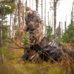 Newfoundland Moose Hunting Outfitter