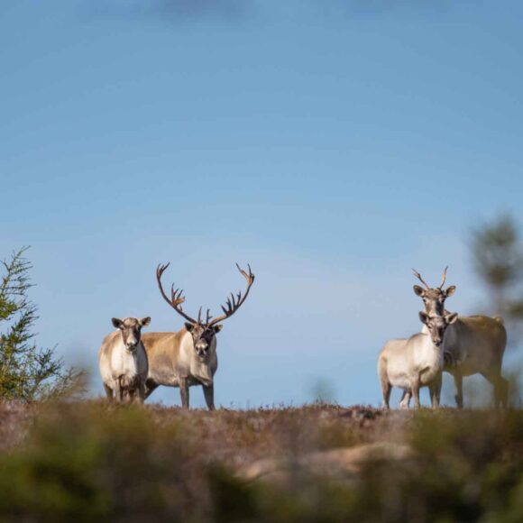 Newfoundland Caribou,outfitter,hunting guides,trip