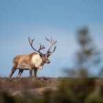 Newfoundland Caribou Hunting Trip