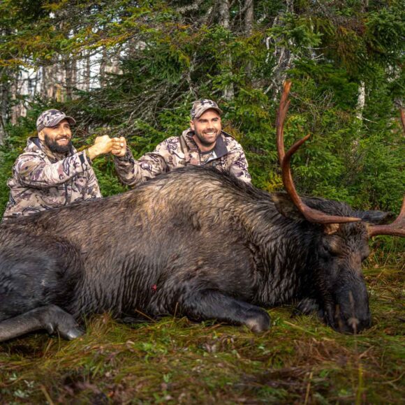 Newfoundland Moose Hunt,outfitter,hunting guides,trip