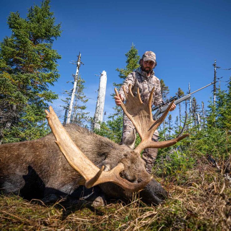 Newfoundland Moose Hunt,outfitter,hunting guides,trip